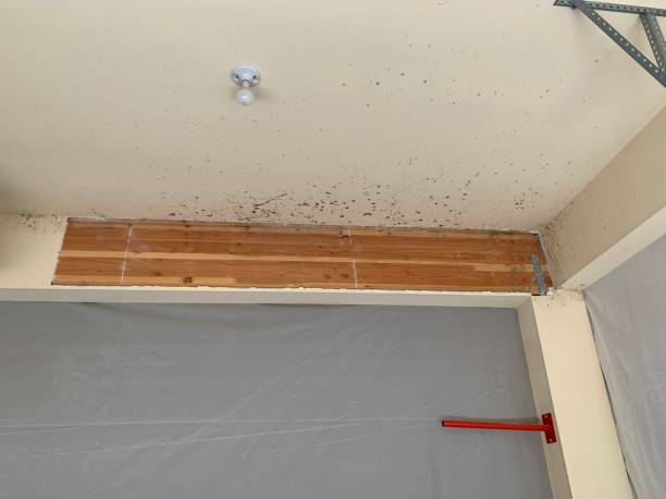 Best Water Damage & Mold Remediation  in Jamesport, NY